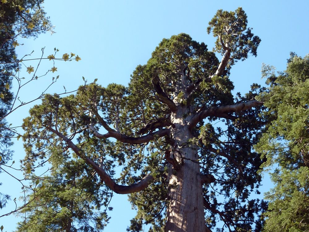big tree state park (14).JPG